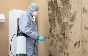 Mold Odor Removal Services in Lacoste, TX